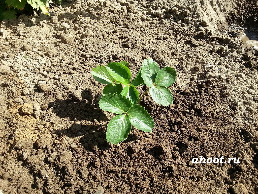Растение клубники посажено, а позже корешки найдут множество необходимых питательных веществ в шарике | ahoot.ru