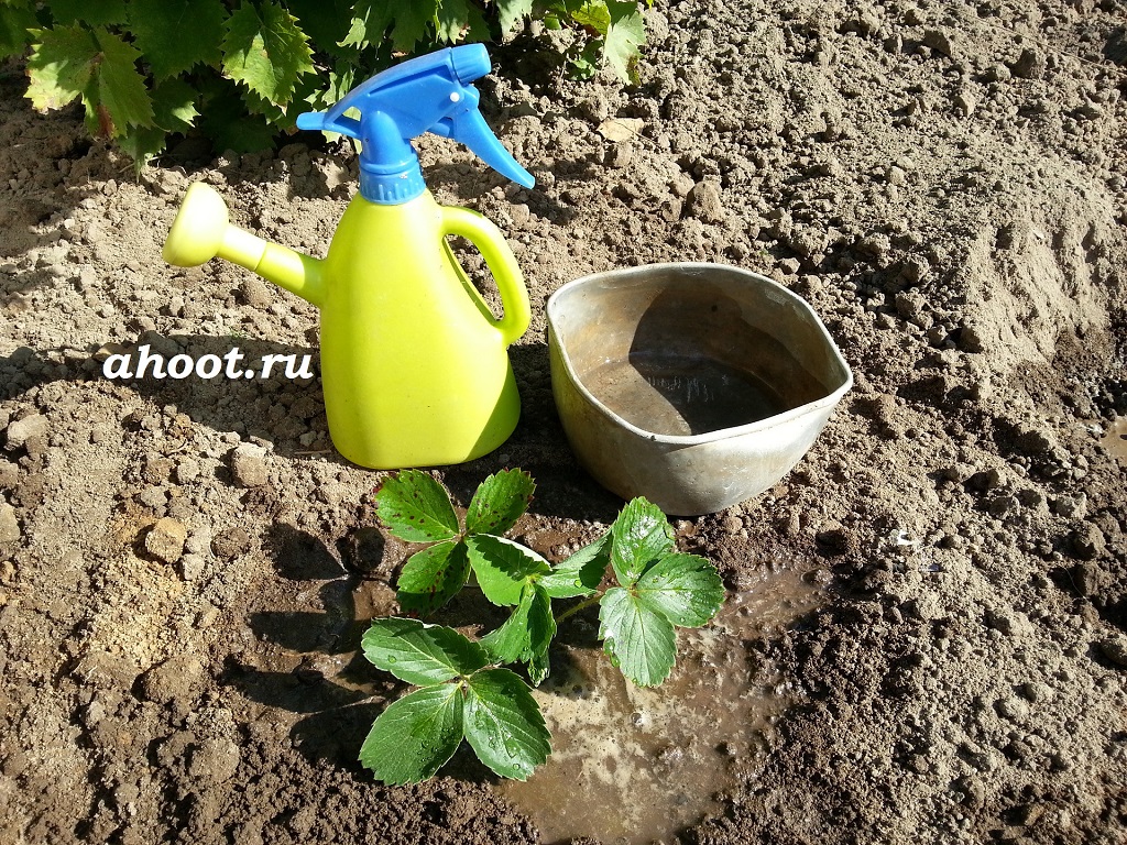 В жаркий день лучше сразу же полить посаженное растение клубники сверху | ahoot.ru