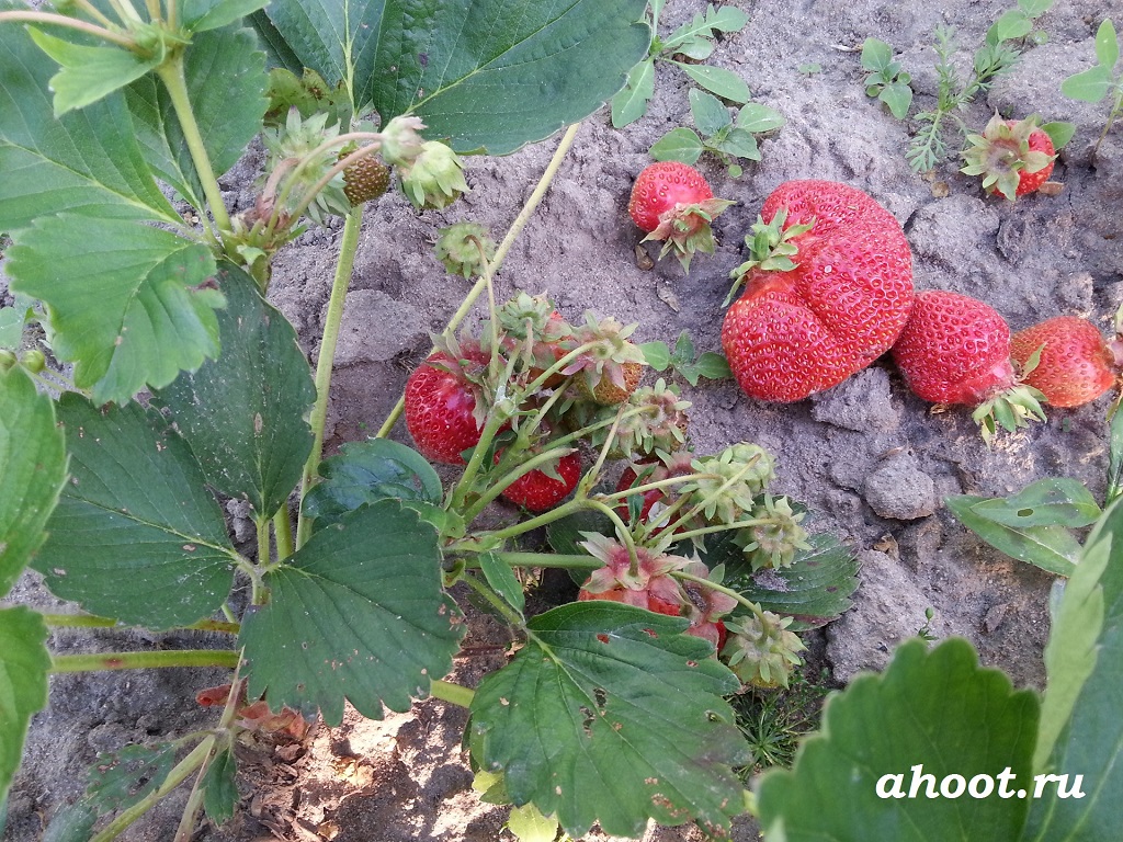 Мало облиственные кустики дают мощные кисти с ягодами | ahoot.ru