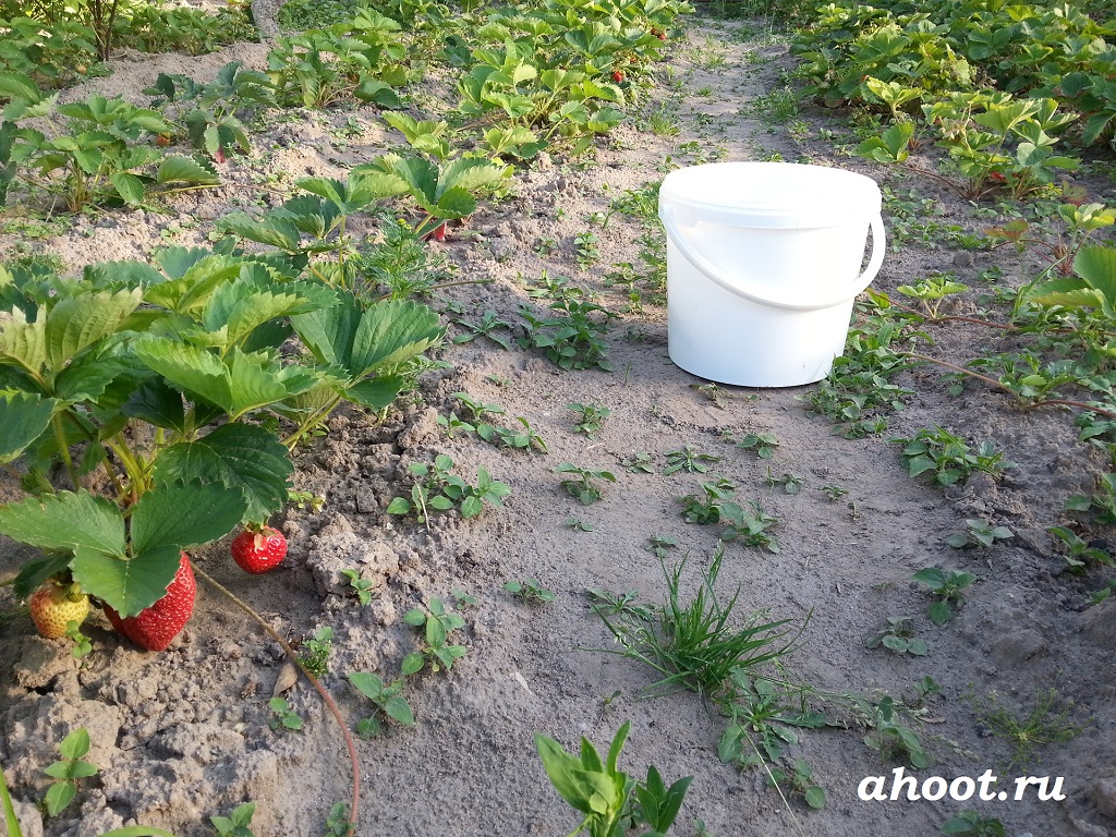 Крупные сочные и сахарные ягоды клубники удивят ваших близких | ahoot.ru