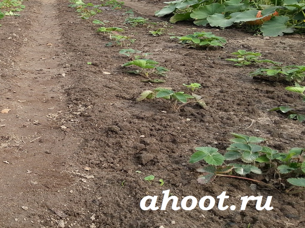 Хорошие результаты возможны при высаживании чеснока по клубнике | ahoot.ru